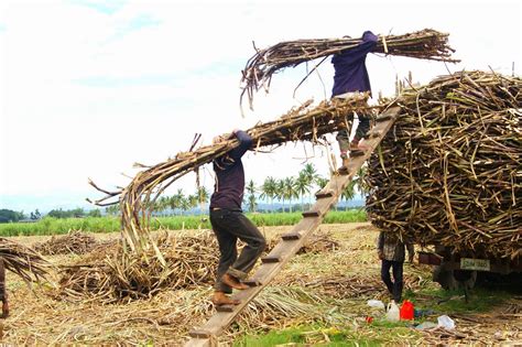 is there raising cane's in the philippines|Sugar Cane Farming Process In The Philippines .